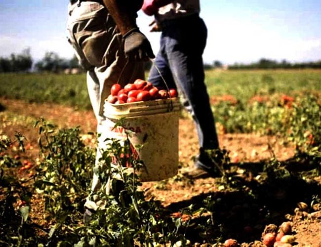 Lavoratori agricoli stagionali esclusi dal “decreto Sostegni”: domani presidio davanti alle prefetture