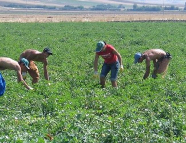 Agroindustria e caporalato: decine di modenesi e reggiani manifestano domani a Roma