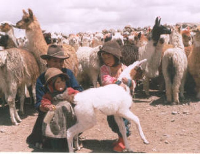 Solidarietà: lunedì 5 giugno Cisl racconta esperienze contadini Perù e CoopAttiva (Modena)
